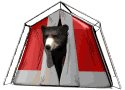 black bear tent peeking out md wht