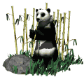 panda bear eating md wht