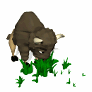 buffalo eating grass md wht