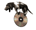 basset hound balancing cd md wht