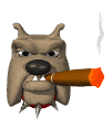 bulldog smoking cigar md wht