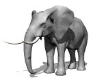 elephant ear twitch md wht