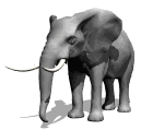 elephant raising trunk md wht