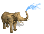 elephant spraying water md wht