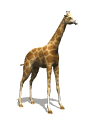 giraffe tail swish md wht