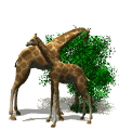 giraffes eat trees md wht