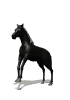 horse black rear md wht