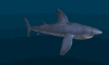 blue shark swim md wht