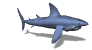 blue shark swimming md wht