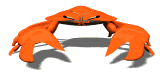 crab stare down md wht