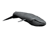 whale swimming sideview md wht