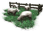 sheep herd grazing md wht