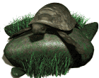 leatherback turtle on rock md wht