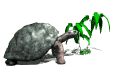 tortoise eating plant md wht