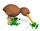 kiwi pecking at ground md wht
