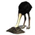 ostrich head buried md wht