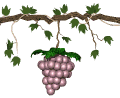 grapes purple swing md wht