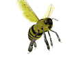 honey bee flying md wht