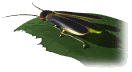 firefly leaf md wht
