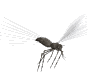mosquito fly md wht