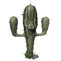 cactus blinking md clr