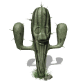 cactus blinking md wht