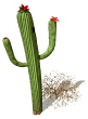 flowering cactus md wht