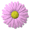 daisy button pink md wht