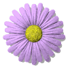 daisy button purple md wht