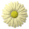 daisy button yellow md wht