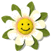 happy daisy md wht