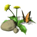 dandelions butterfly md wht