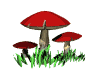 red mushroom md wht
