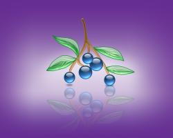 aqua blueberries 03 noname