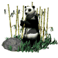 panda001
