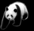 panda011