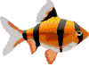pesce112