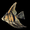 pesce118