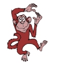 scimmia014