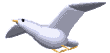 uccello023