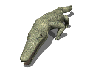 crocodile big bite hg wht