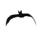 vampire bat flying md wht