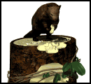 beaver sitting tree trunk md wht
