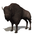 bison looking md wht