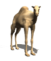 camel looking md wht