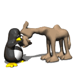 penguin petting camel md wht
