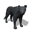 panther looking md wht