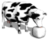 cow licking salt md wht
