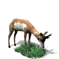 antelope eating grass md wht