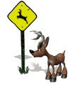 deer crossing md wht